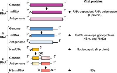 Mechanistic insight into the efficient packaging of antigenomic S RNA into Rift Valley fever virus particles